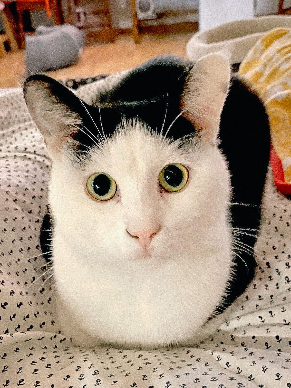 Enlarge Connor (bonded w/ Sean), a Adoptable Domestic Short Hair in San Jose, CA image 3/3