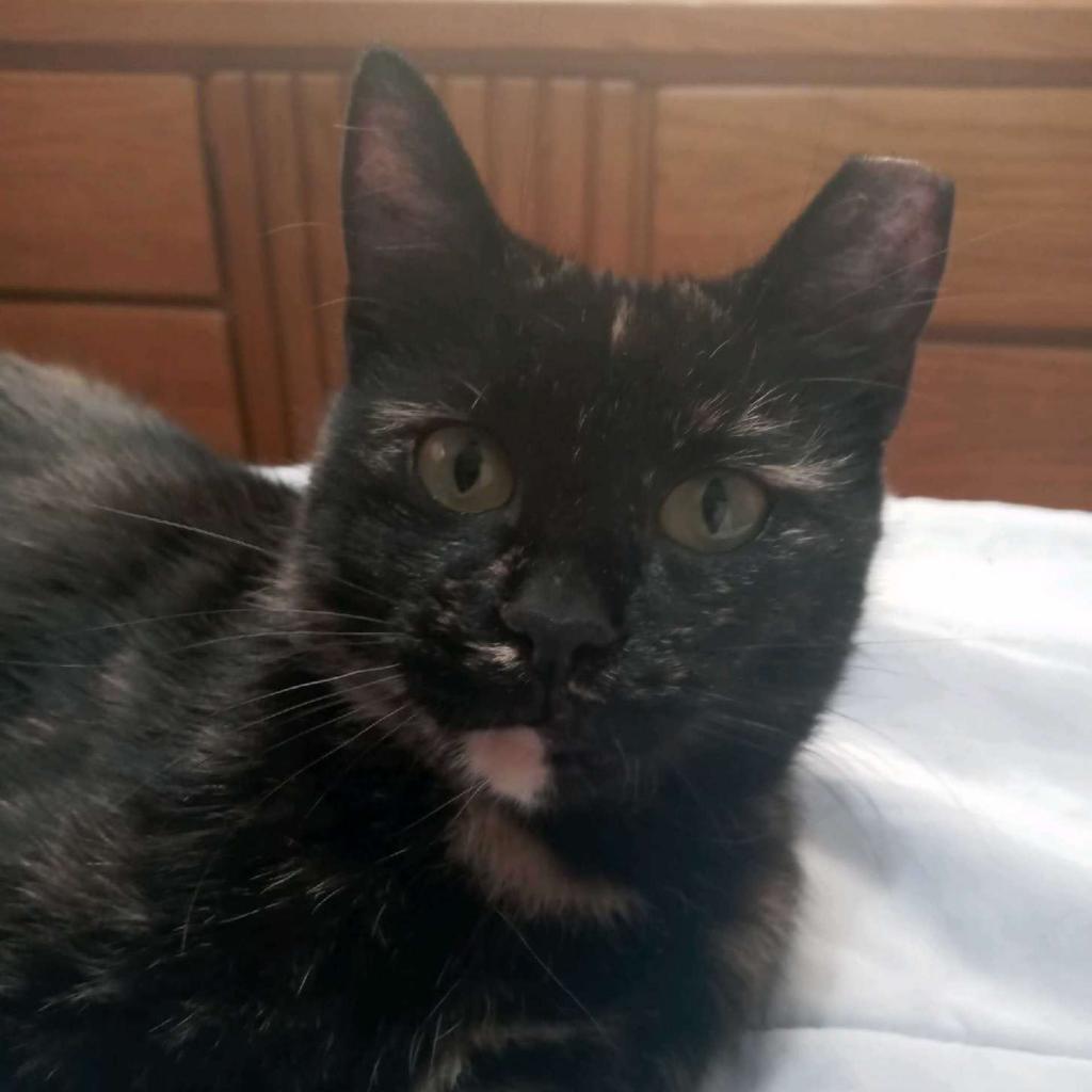 Enlarge Angel, a Adoptable Domestic Short Hair in Ferndale, MI image 1/6