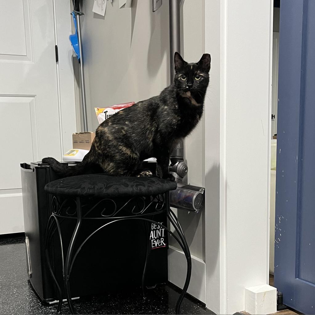 Enlarge Angel, a Adoptable Domestic Short Hair in Ferndale, MI image 2/6