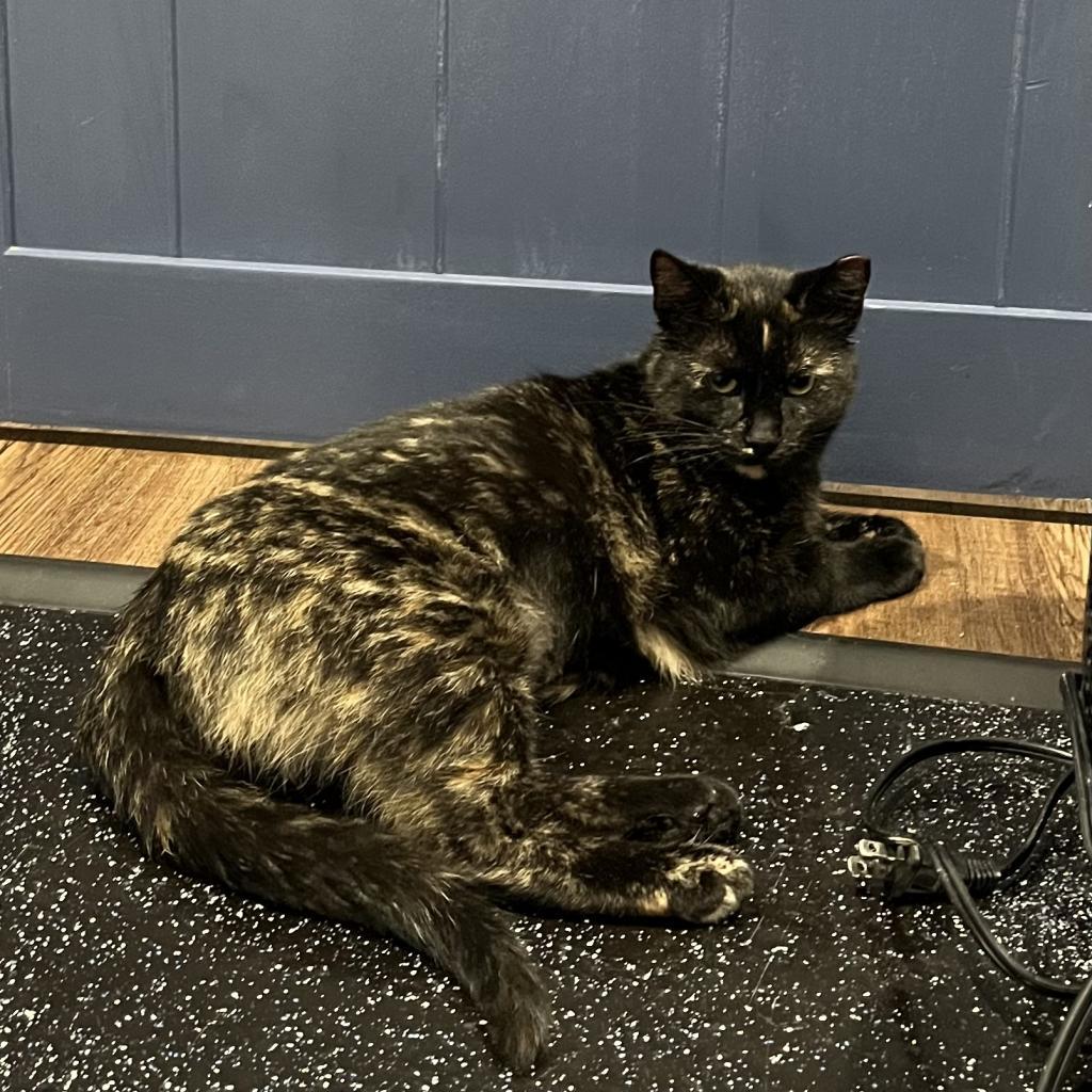 Enlarge Angel, a Adoptable Domestic Short Hair in Ferndale, MI image 3/6