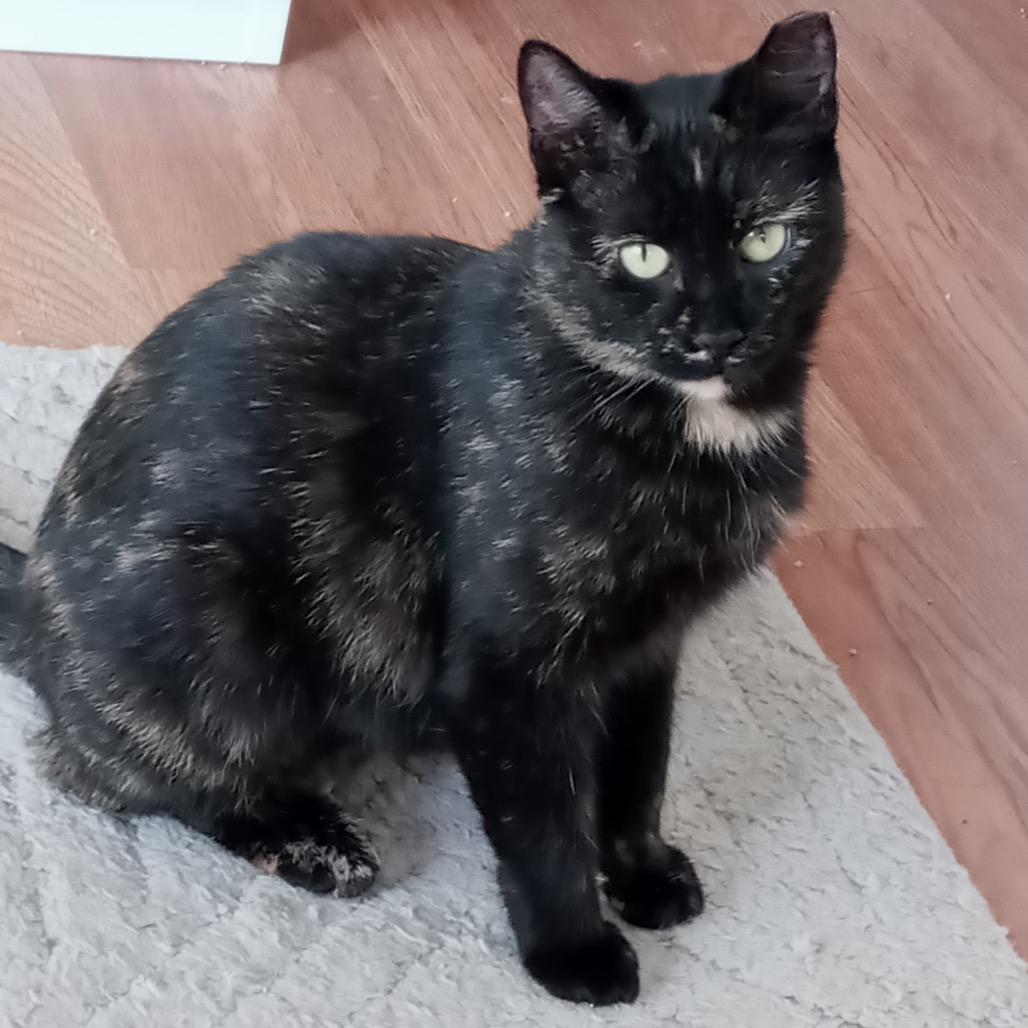 Enlarge Angel, a Adoptable Domestic Short Hair in Ferndale, MI image 4/6