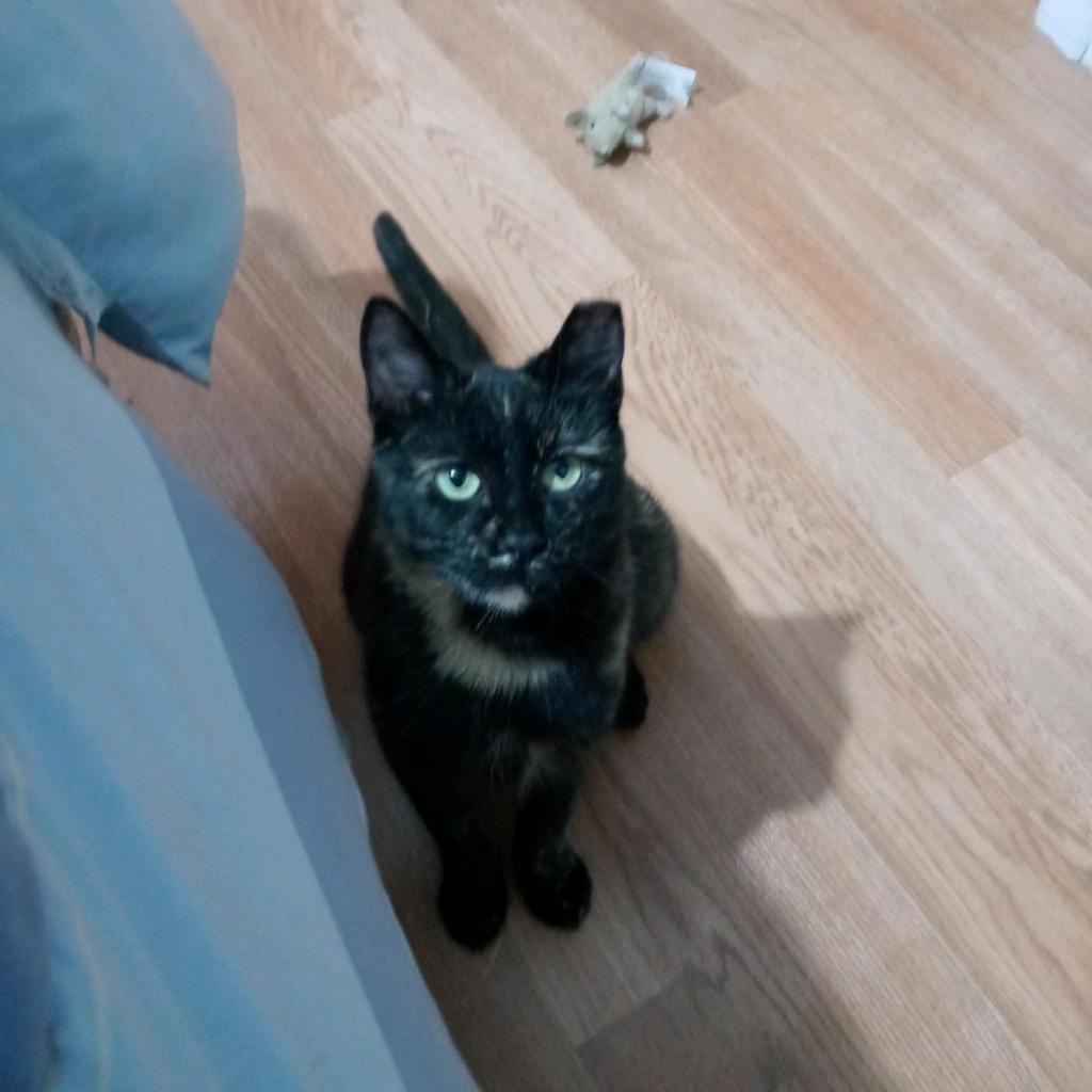 Enlarge Angel, a Adoptable Domestic Short Hair in Ferndale, MI image 5/6