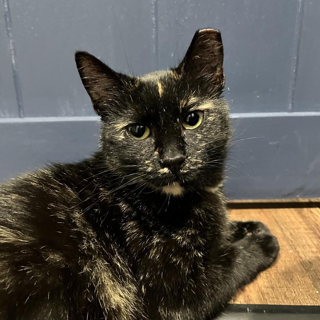 Enlarge Angel, a Adoptable Domestic Short Hair in Ferndale, MI image 6/6