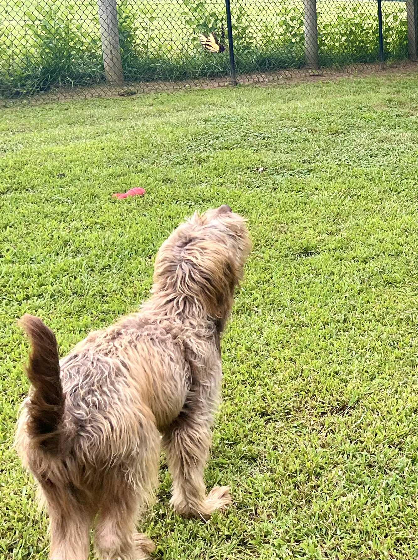 Enlarge Mickey, a Adoptable mixed breed in King George, VA image 1/3