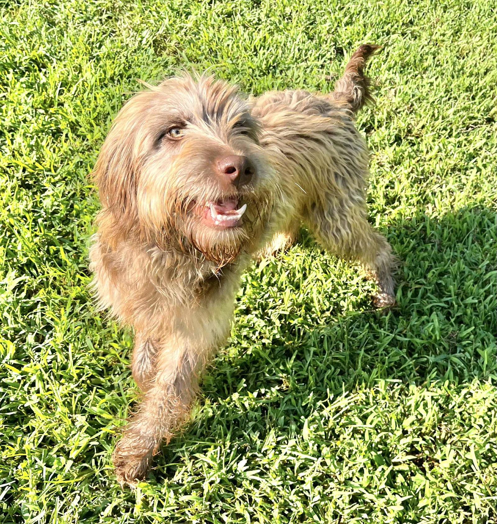 Enlarge Mickey, a Adoptable mixed breed in King George, VA image 2/3