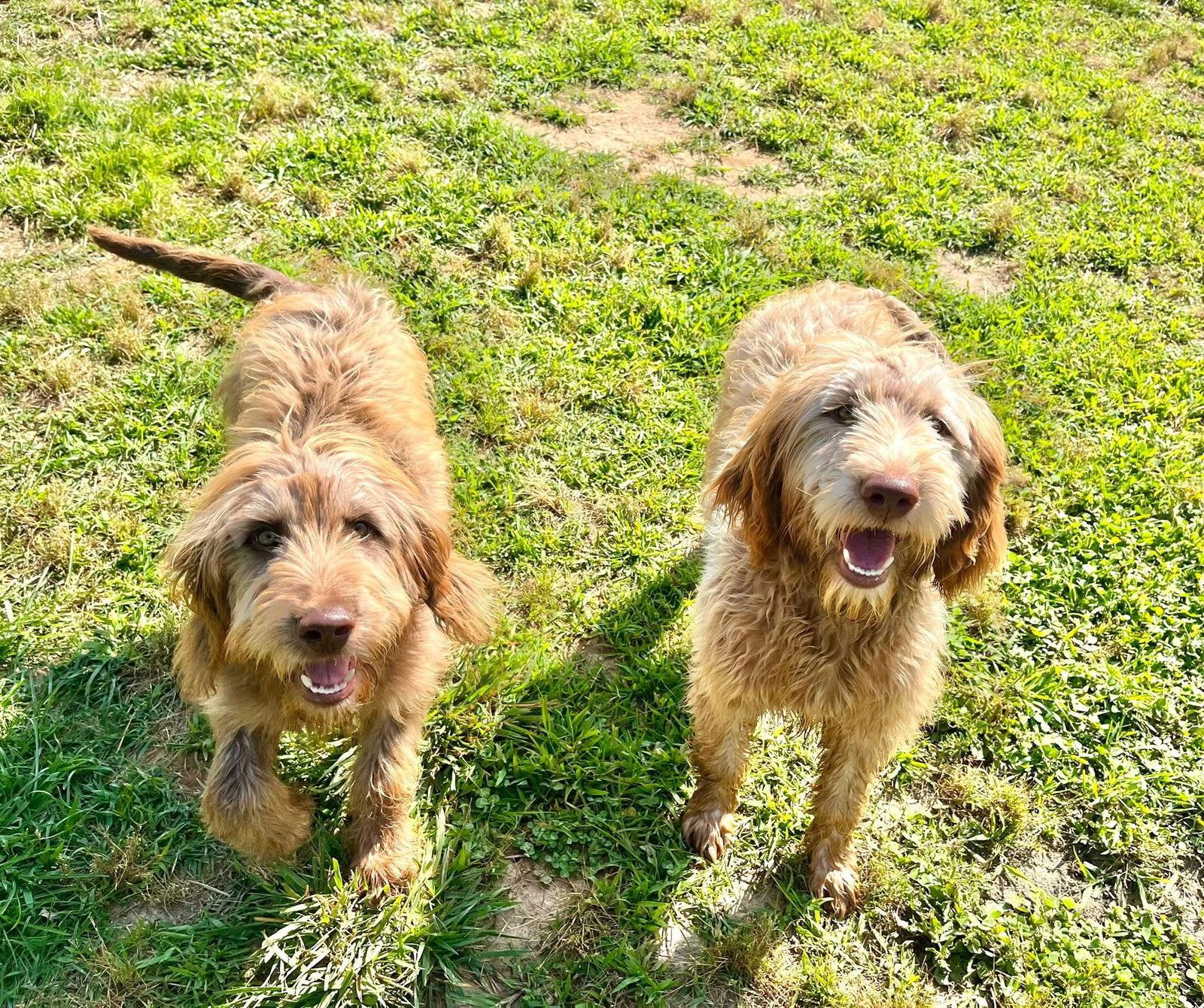 Enlarge Mickey, a Adoptable mixed breed in King George, VA image 3/3