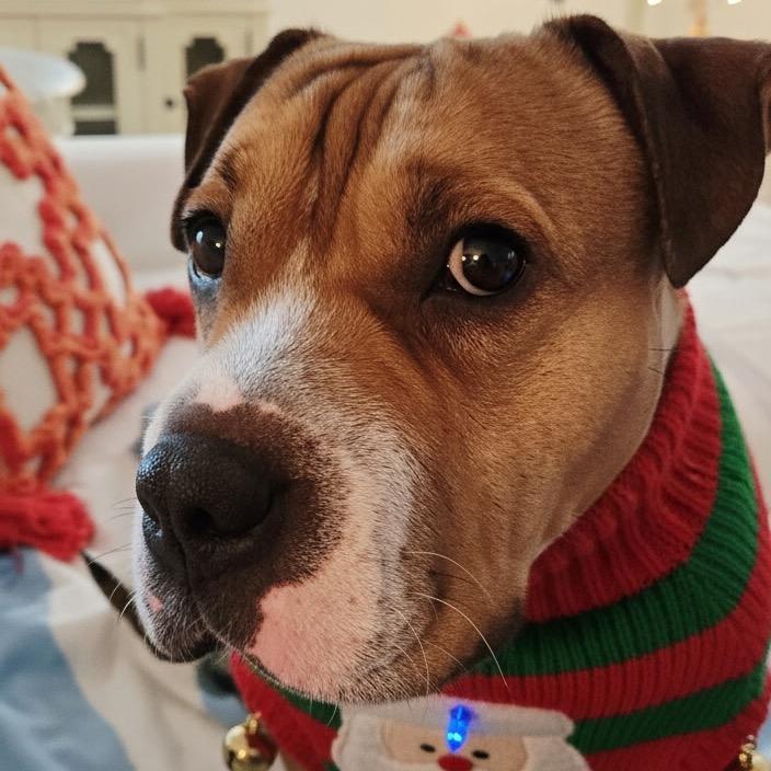 Butterscotch, Adoptable, Adult Female English Bulldog & Corgi.