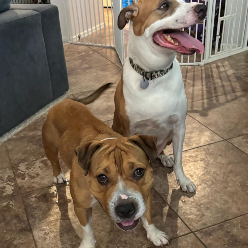 Enlarge Butterscotch, a Adoptable mixed breed in Phoenix, AZ image 2/6