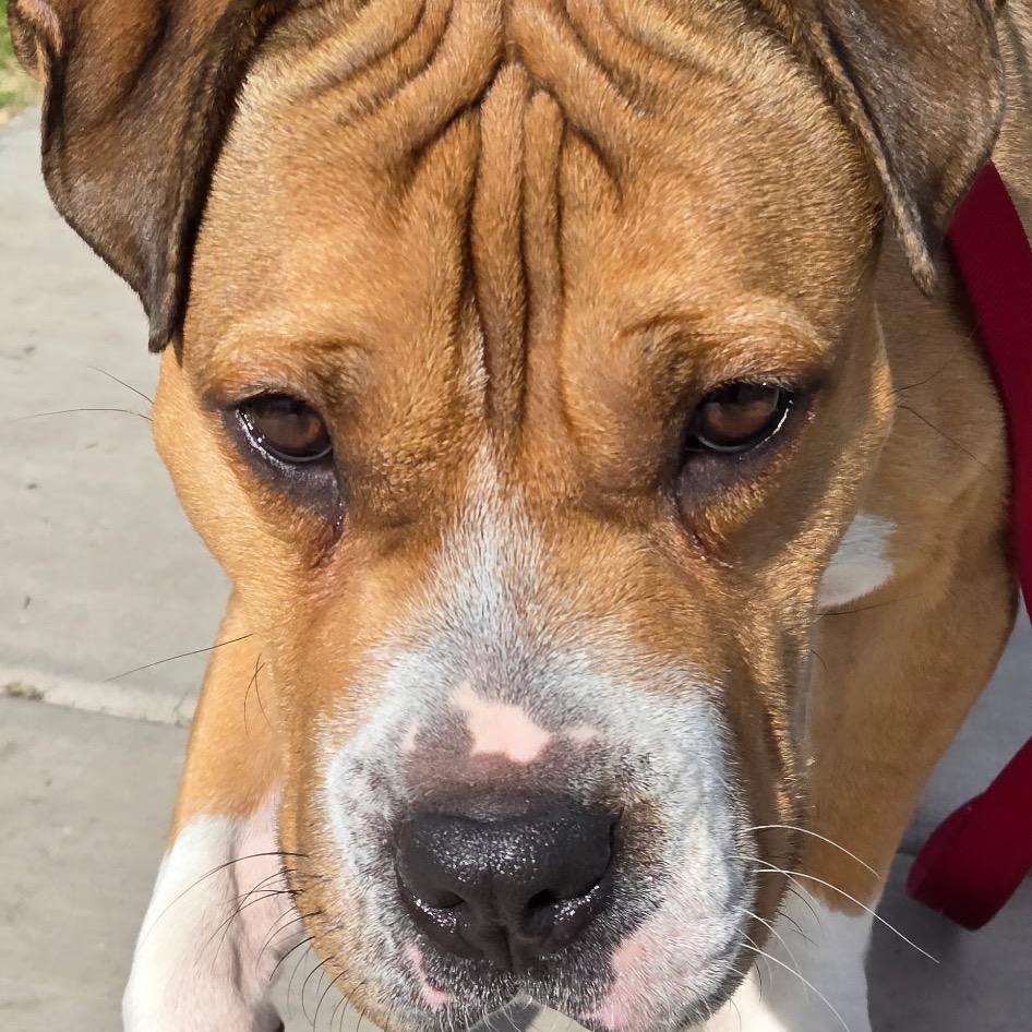 Enlarge Butterscotch, a Adoptable mixed breed in Phoenix, AZ image 3/6
