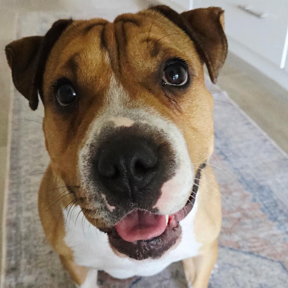 Enlarge Butterscotch, a Adoptable mixed breed in Phoenix, AZ image 4/6