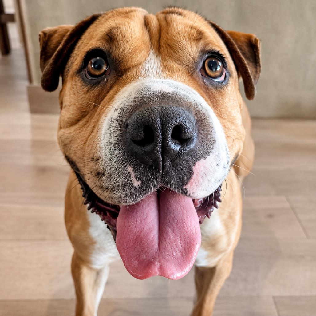 Enlarge Butterscotch, a Adoptable mixed breed in Phoenix, AZ image 5/6