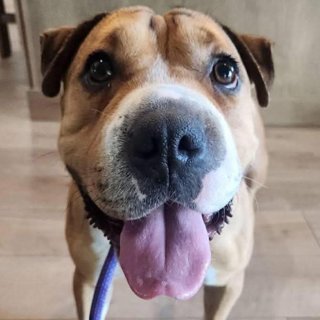 Enlarge Butterscotch, a Adoptable mixed breed in Phoenix, AZ image 5/6