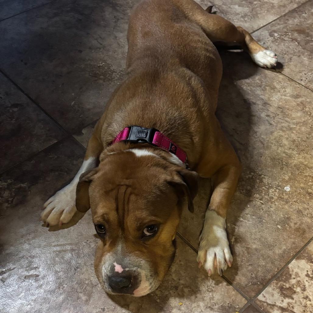 Enlarge Butterscotch, a Adoptable mixed breed in Phoenix, AZ image 6/6