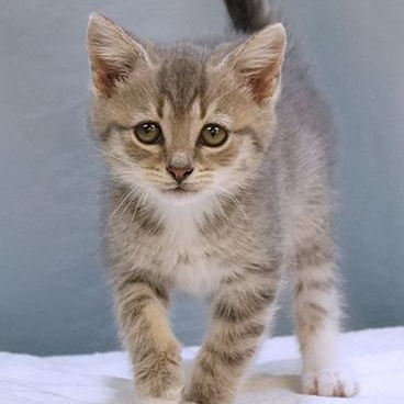 Enlarge Mittens, a Adoptable mixed breed in Maynardville, TN image 1/1