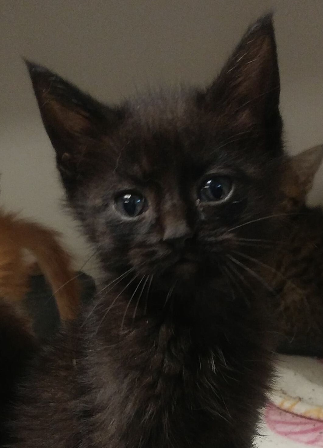 Cozmo, a Adoptable mixed breed in Robinson, IL image 1/2