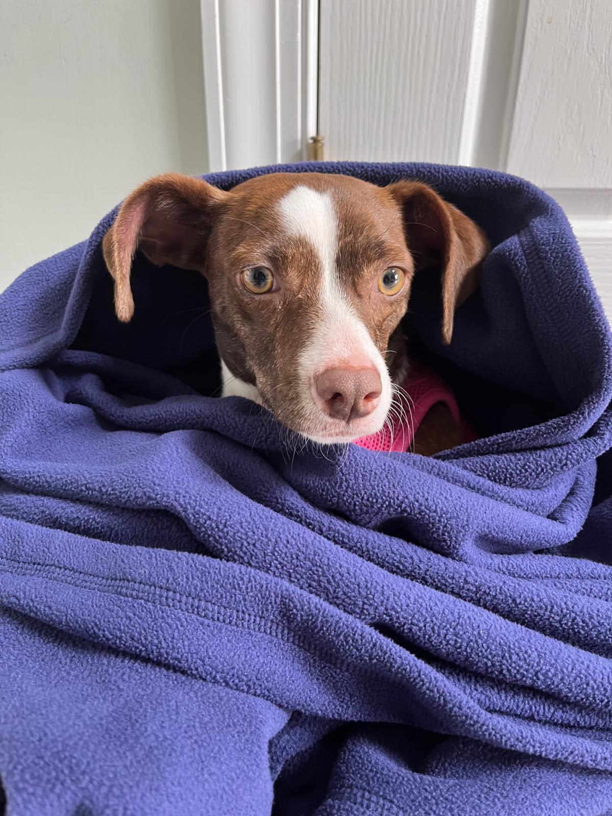 Vera, Adopted, Adult Female Chihuahua.