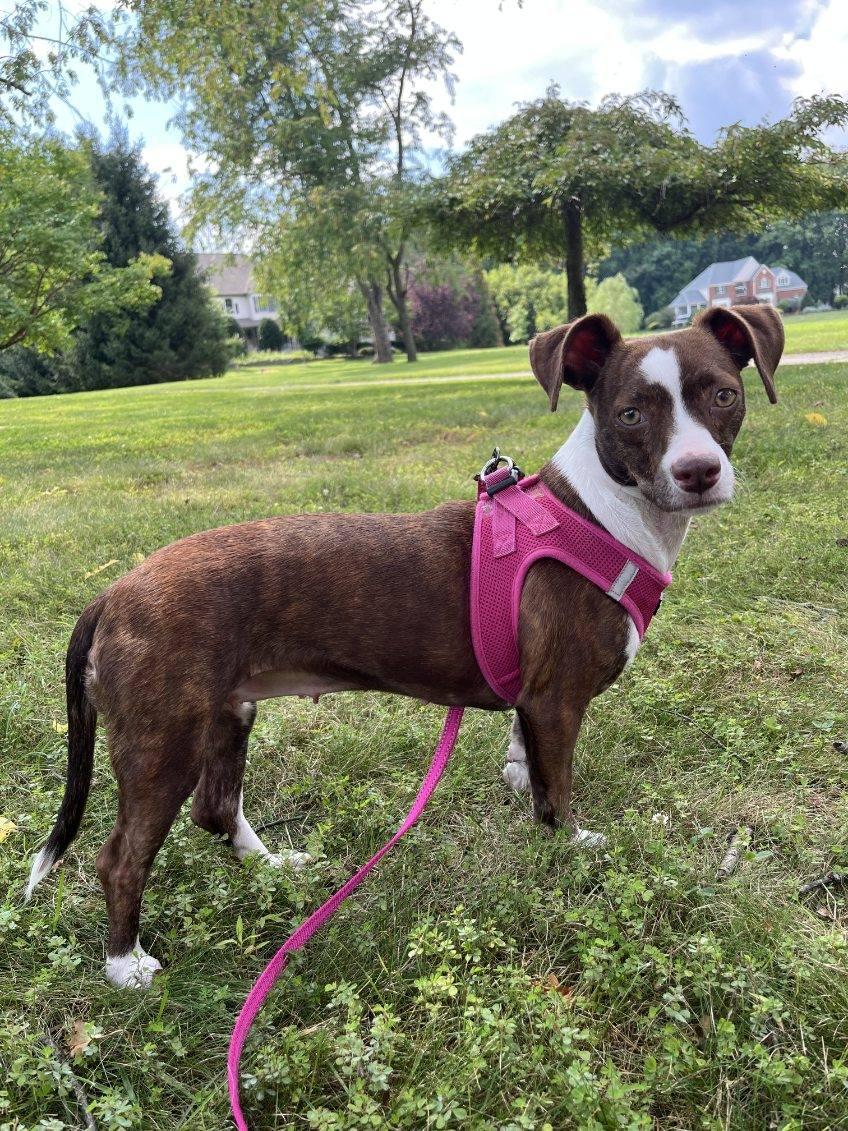 Vera, a Adopted Chihuahua in Tarrytown, GA image 2/3