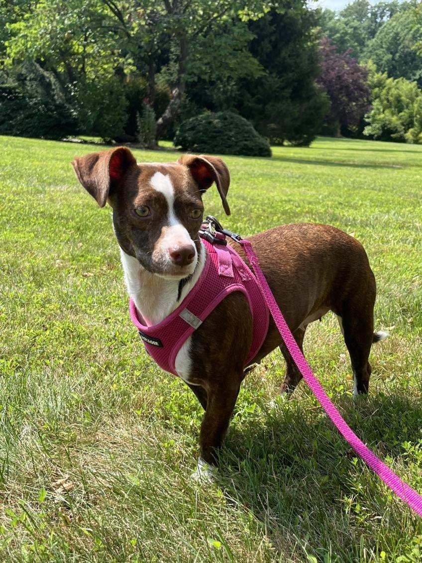 Vera, a Adopted Chihuahua in Tarrytown, GA image 3/3