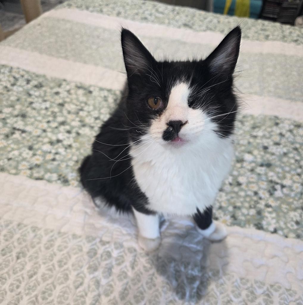 Enlarge Xander, a Adoptable mixed breed in Ontario, OR image 1/2