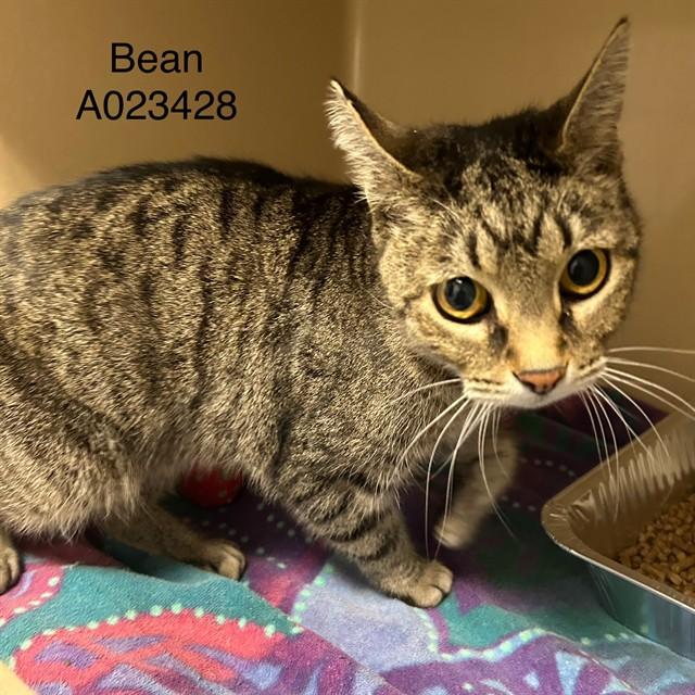 Enlarge BEAN, a Adoptable Domestic Short Hair in Lincolnton, NC image 1/1