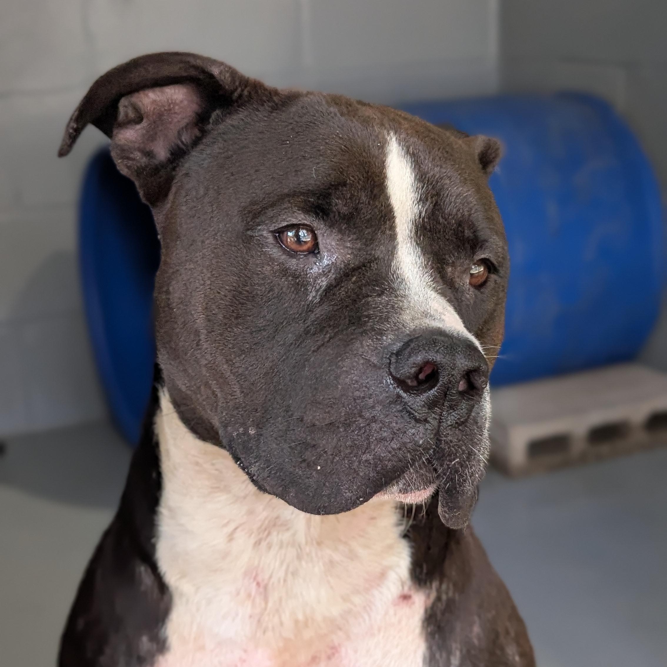 Tank, Adoptable, Adult Male Pit Bull Terrier.