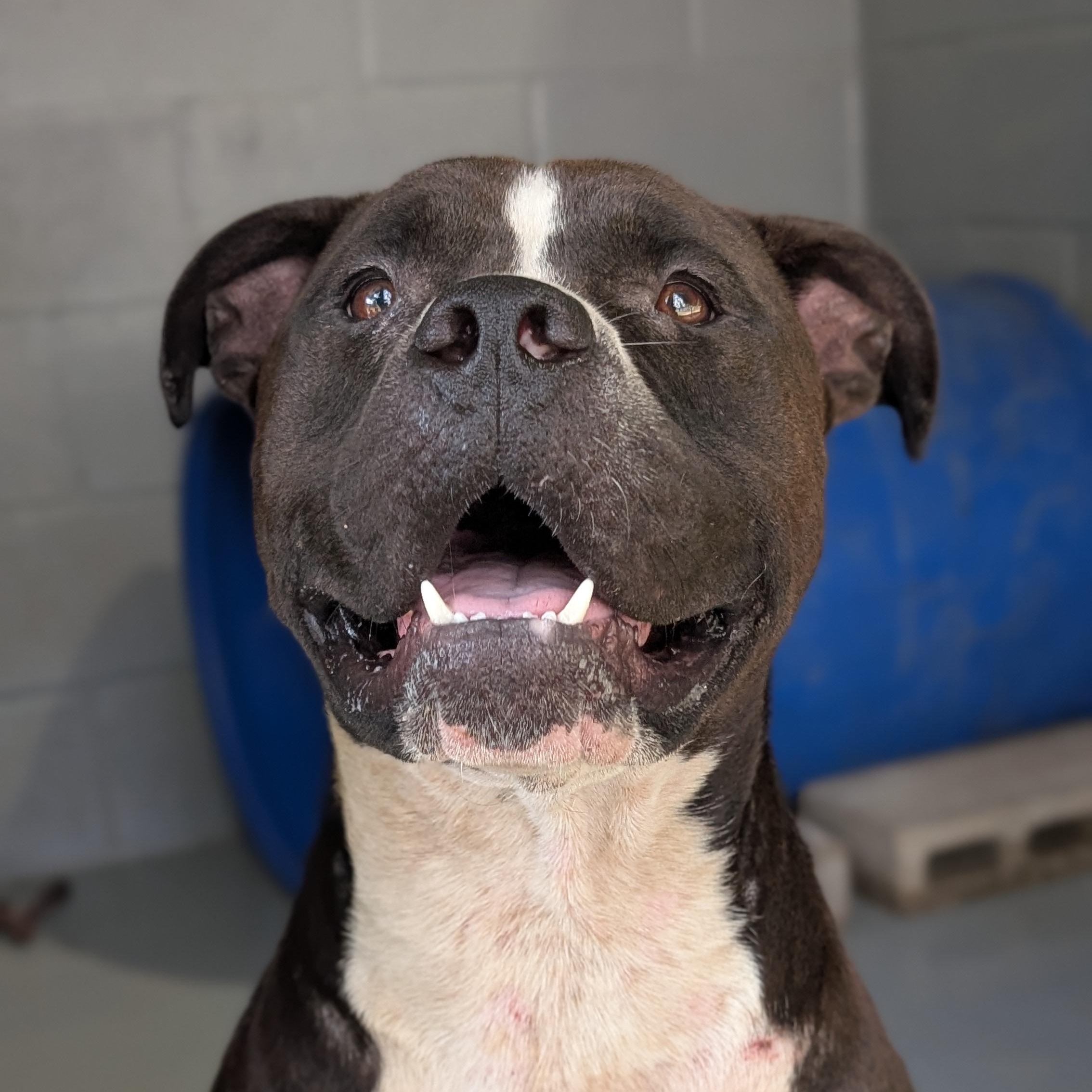 Enlarge Tank, a Adoptable Pit Bull Terrier in Coldspring, TX image 2/3
