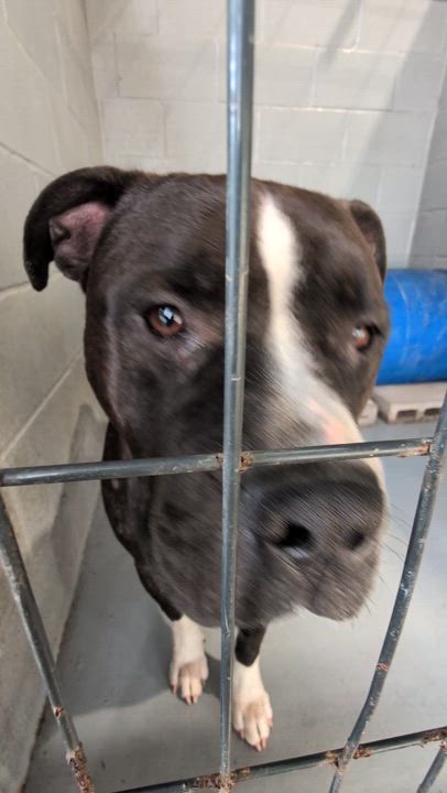 Enlarge Tank, a Adoptable Pit Bull Terrier in Coldspring, TX video 3/3