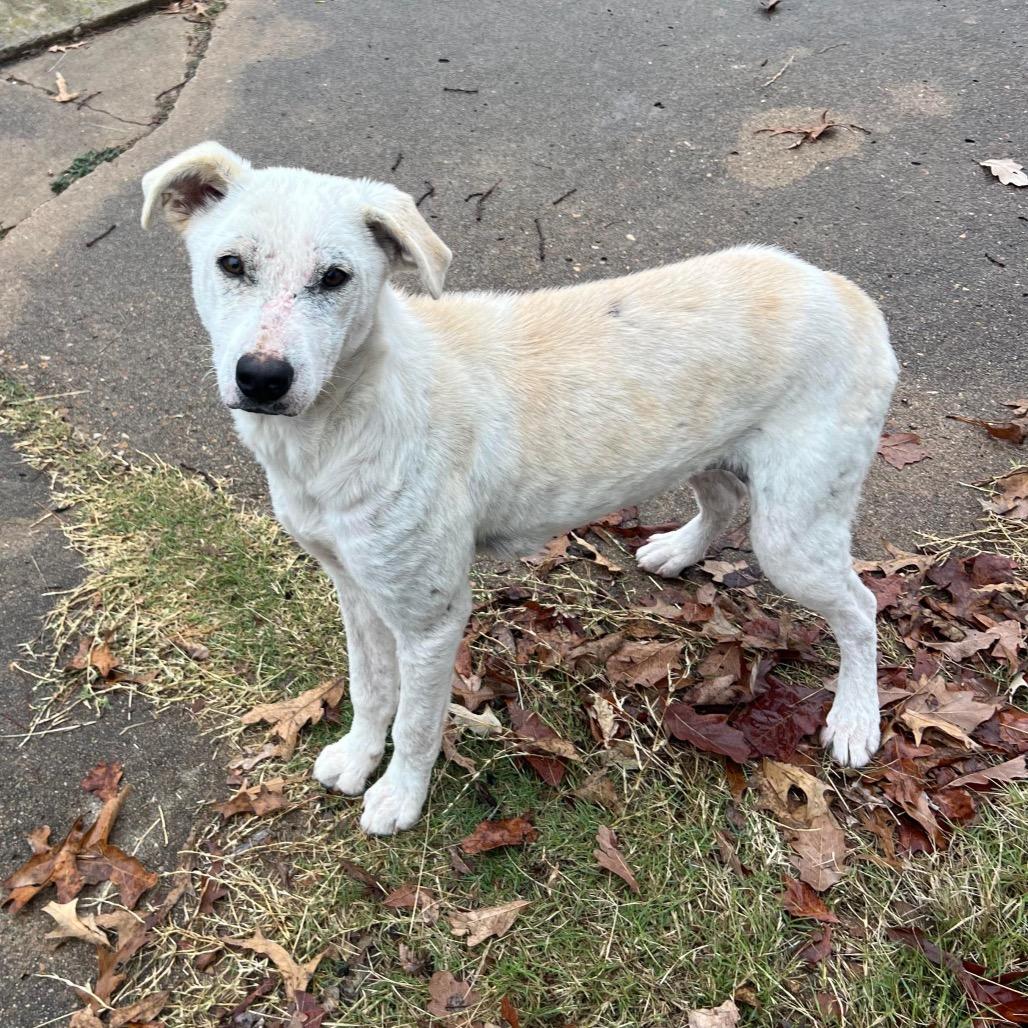 Enlarge Claudia, a Adoptable mixed breed in Metamora, MI image 1/6