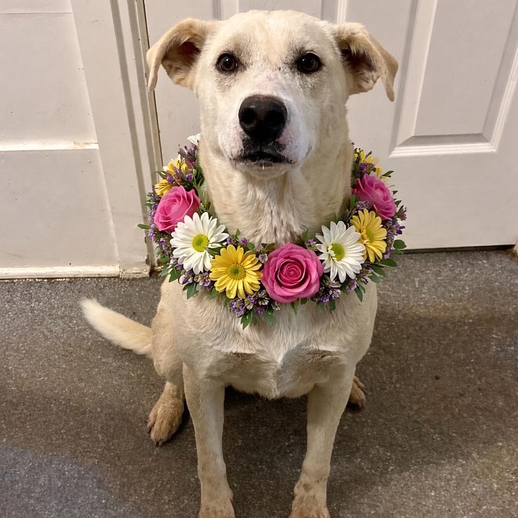 Enlarge Claudia, a Adoptable mixed breed in Metamora, MI image 2/6