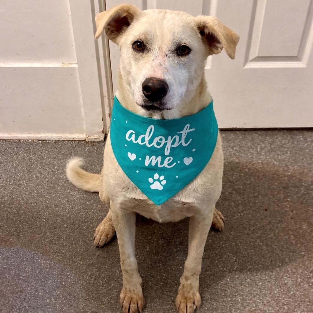 Enlarge Claudia, a Adoptable mixed breed in Metamora, MI image 3/6