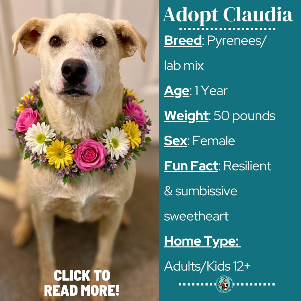 Enlarge Claudia, a Adoptable mixed breed in Metamora, MI image 4/6