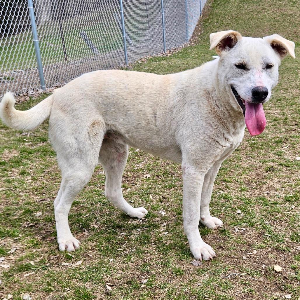 Enlarge Claudia, a Adoptable mixed breed in Metamora, MI image 5/6