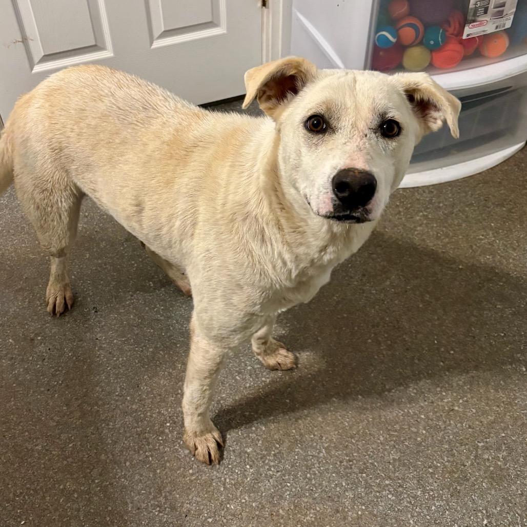 Enlarge Claudia, a Adoptable mixed breed in Metamora, MI image 6/6