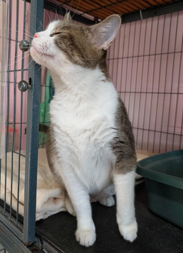 Enlarge Daisy, a Adoptable mixed breed in Shelton, WA image 1/1
