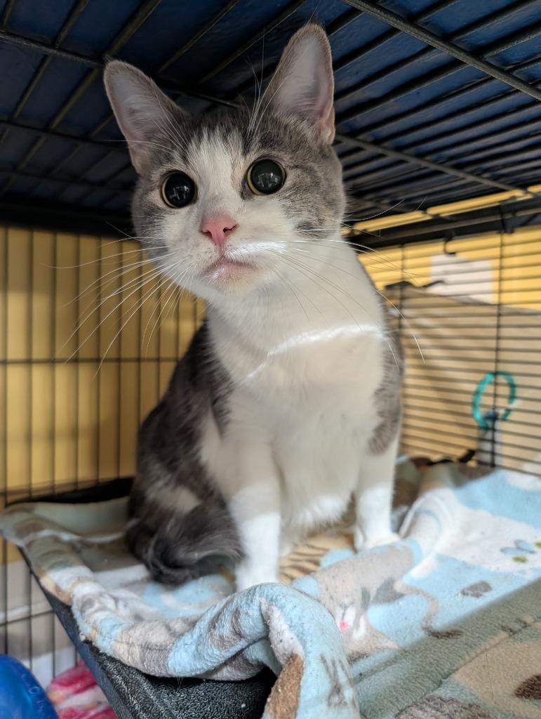 Daisy, Adoptable, Young Female Domestic Short Hair.