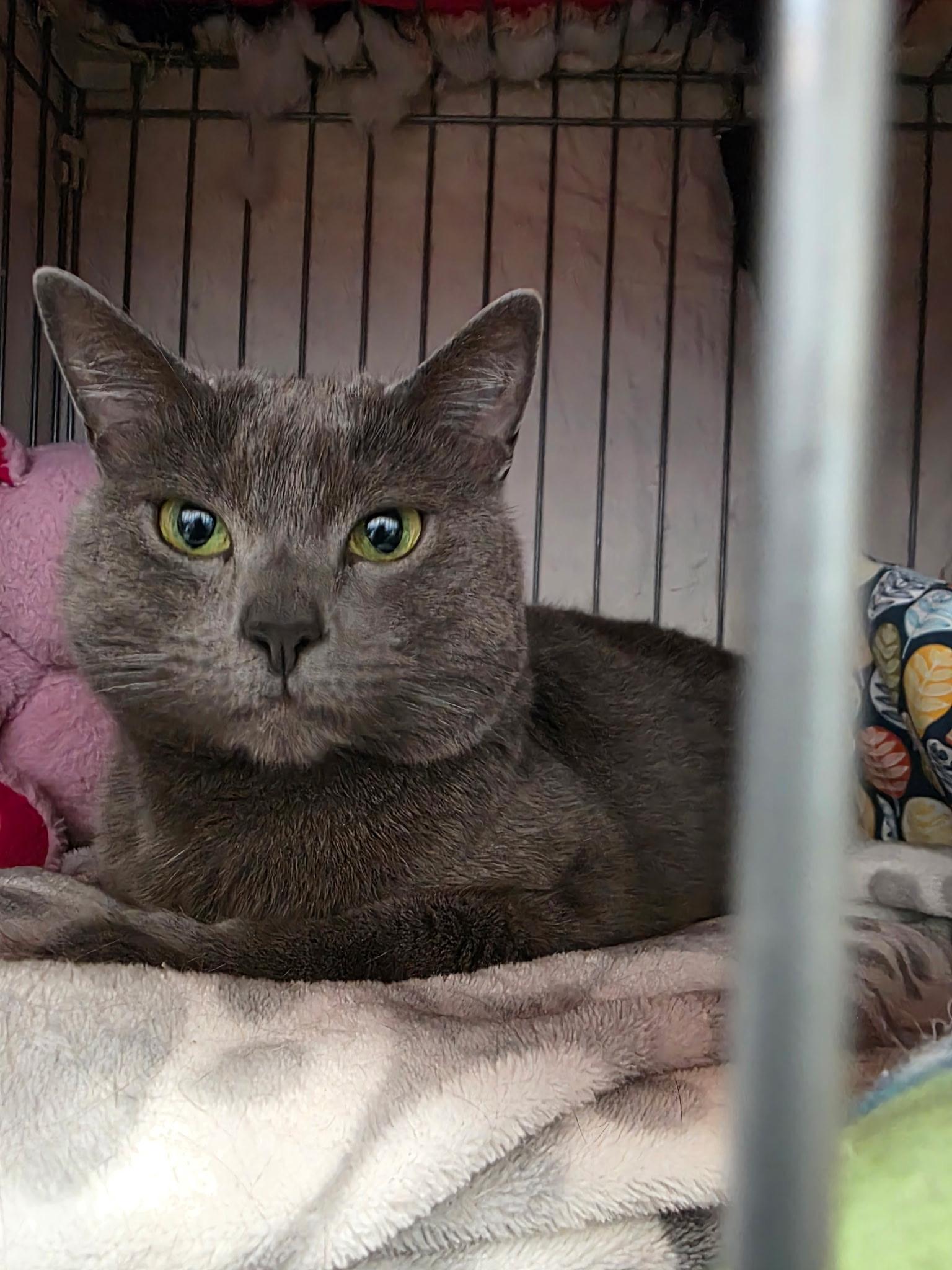 Tatiana - A quiet Sweetheart, a ADOPTABLE Russian Blue in Fountain Valley, CA image 2/3