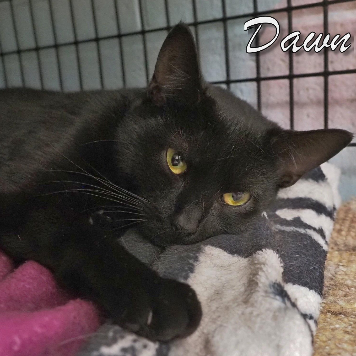 Bunny and Dawn, an adopted mixed breed in Cape May Court House, NJ image 6/6