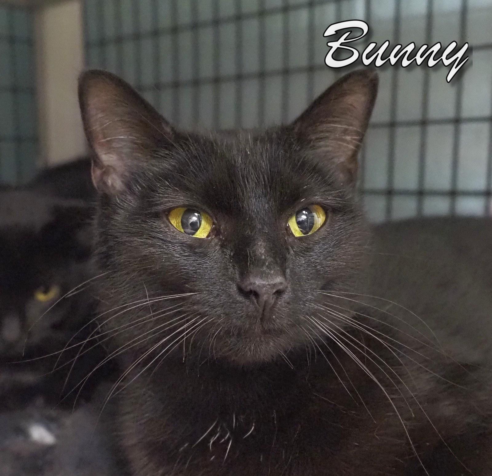 Bunny and Dawn, an adopted mixed breed in Cape May Court House, NJ image 3/6