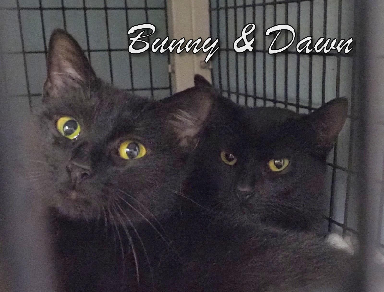 Bunny and Dawn, an adopted mixed breed in Cape May Court House, NJ image 2/6
