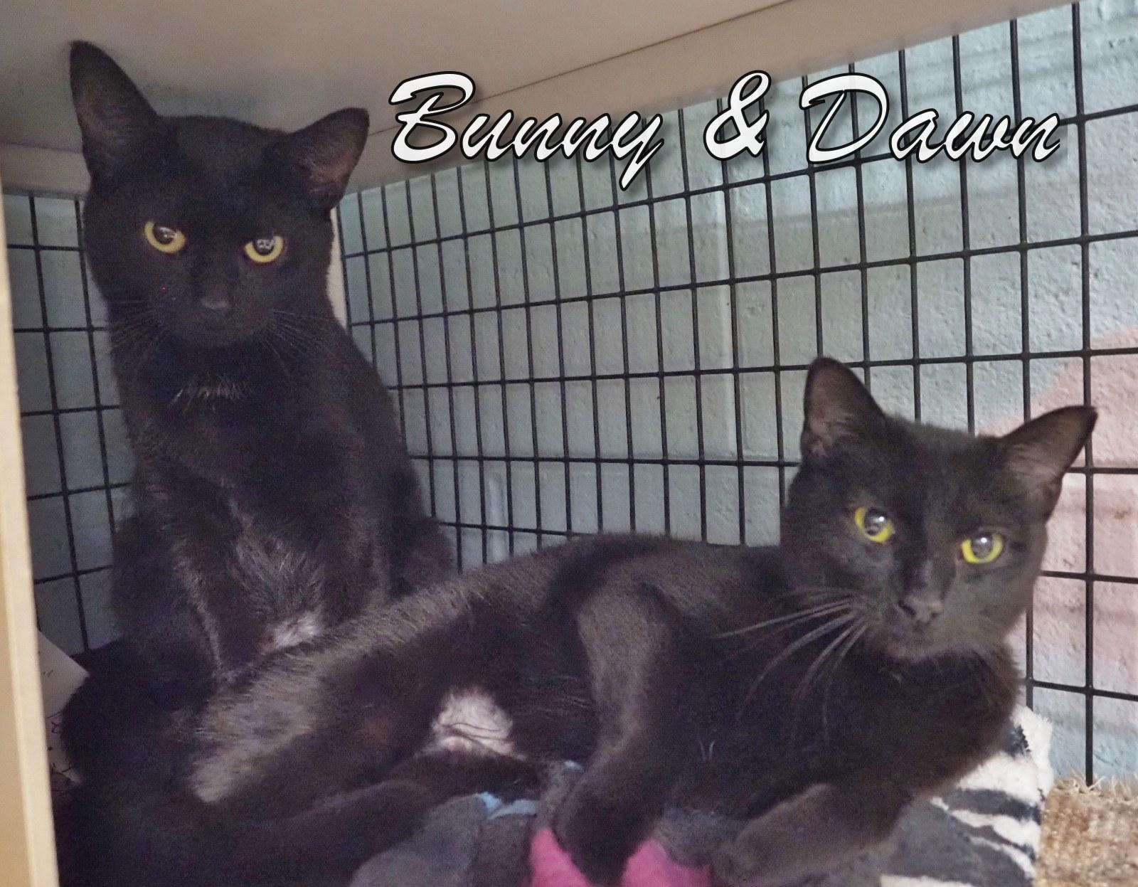 Bunny and Dawn, adopted, Young Female Domestic Short Hair.