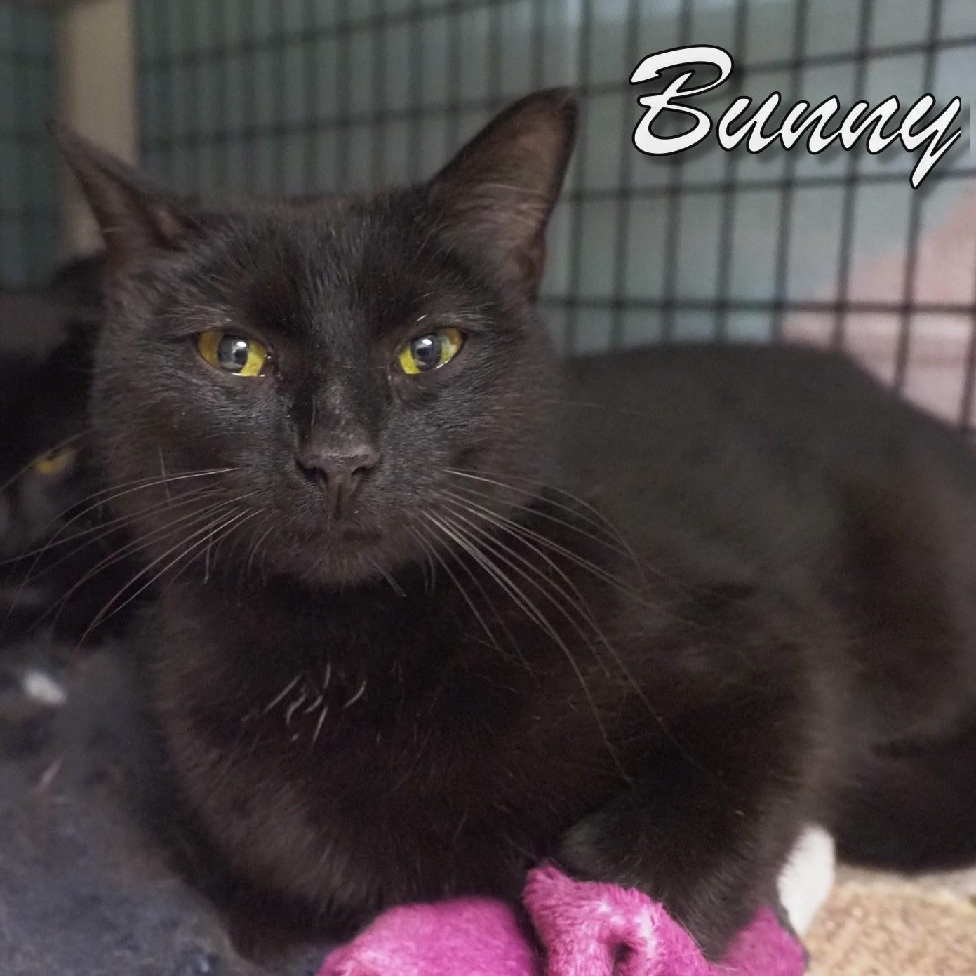Bunny and Dawn, an adopted mixed breed in Cape May Court House, NJ image 4/6