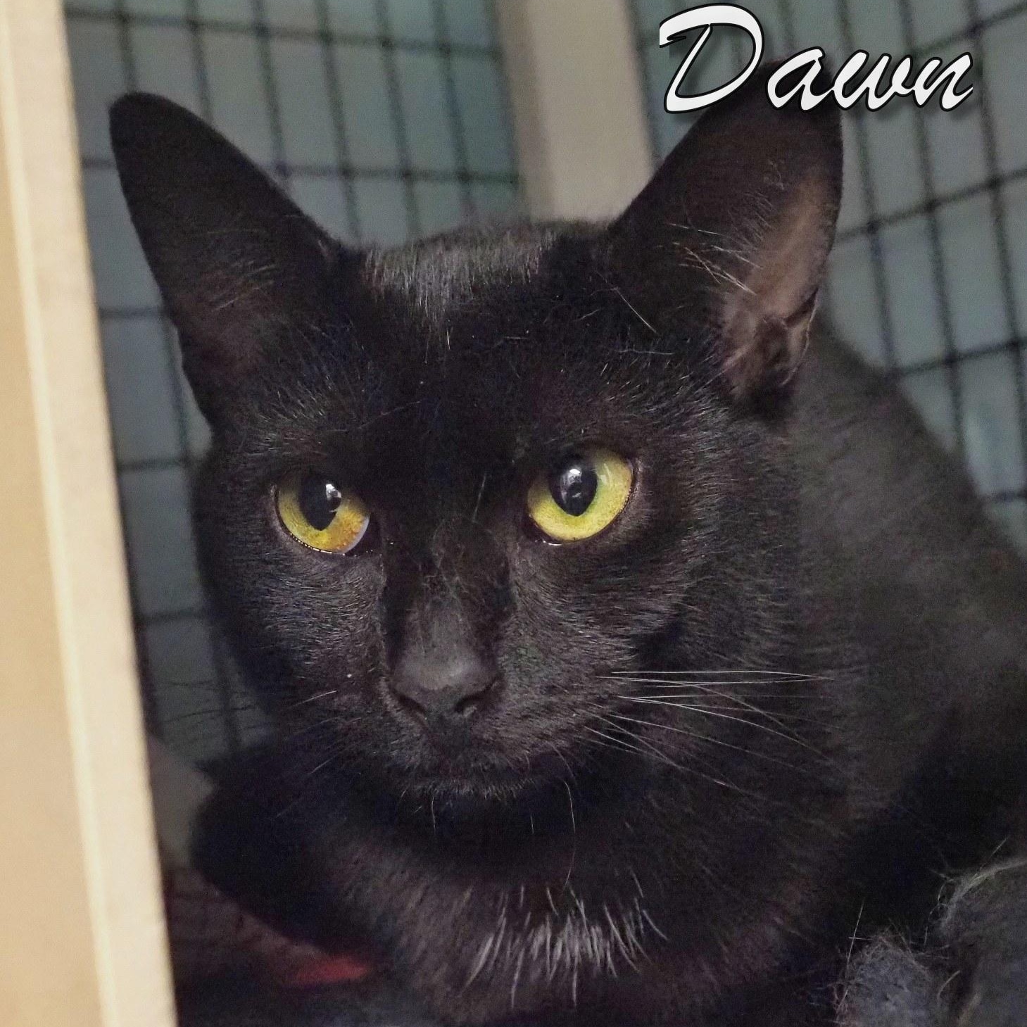 Bunny and Dawn, an adopted mixed breed in Cape May Court House, NJ image 5/6