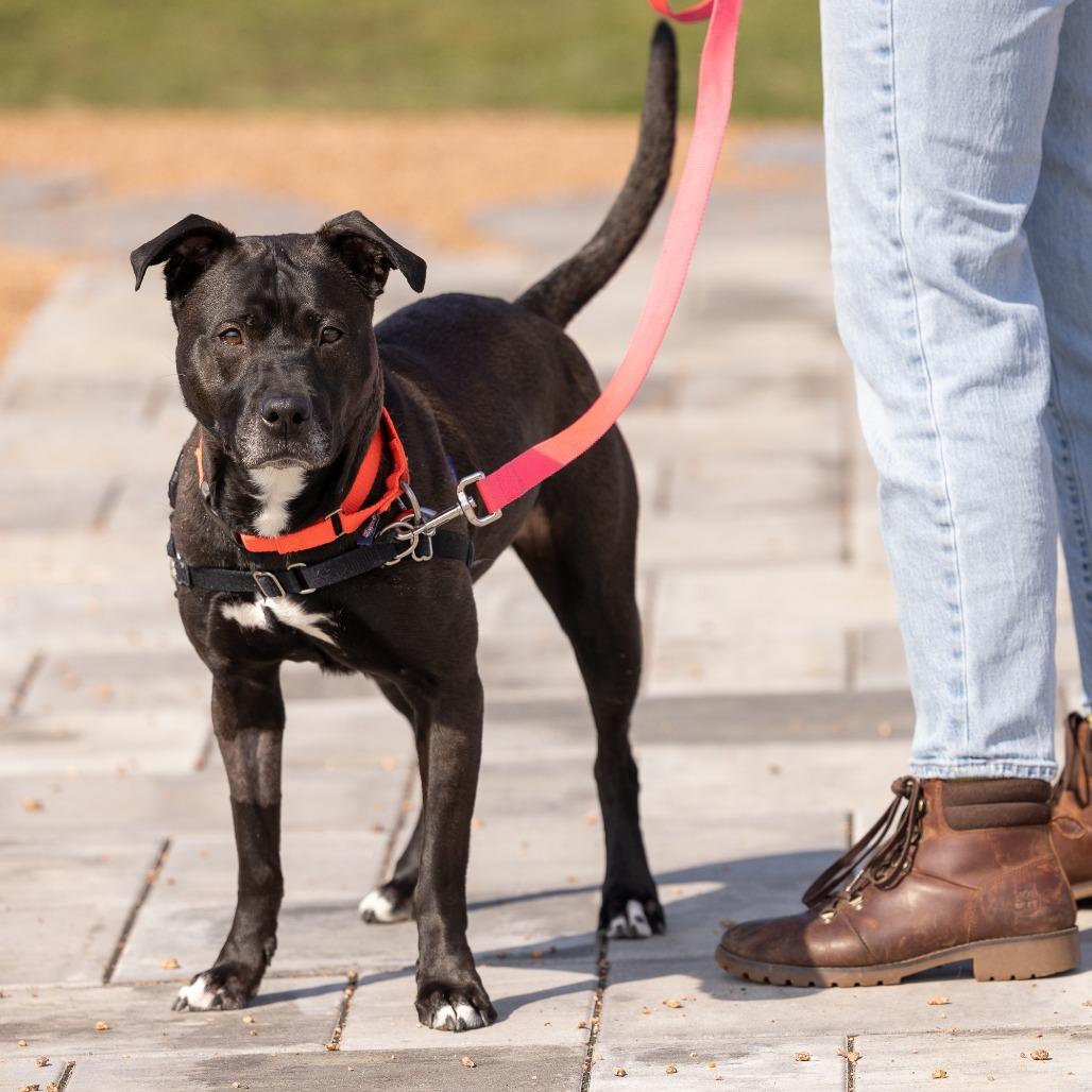 Enlarge Poochie Pooch, a Adoptable American Staffordshire Terrier in Waukesha, WI image 1/6