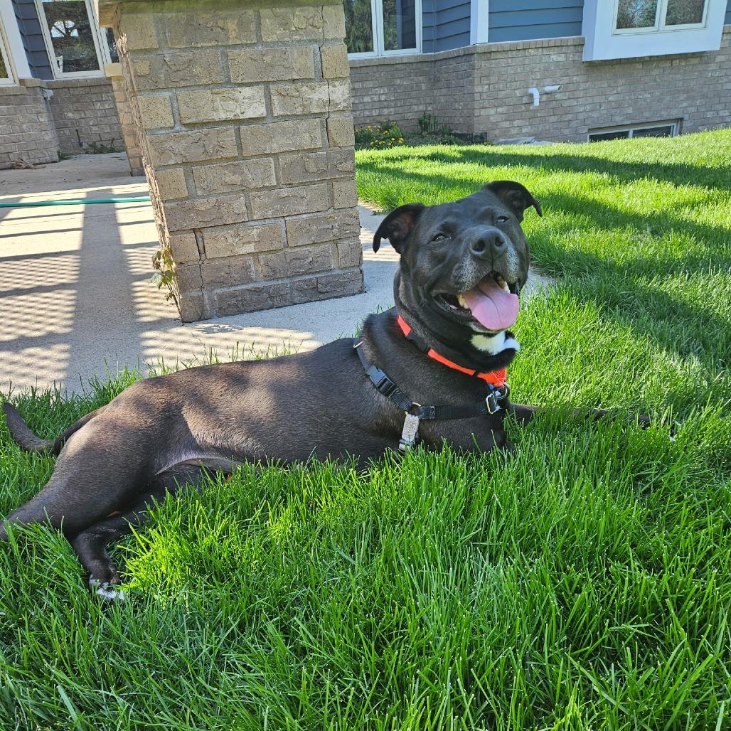 Enlarge Poochie Pooch, a Adoptable American Staffordshire Terrier in Waukesha, WI image 2/6