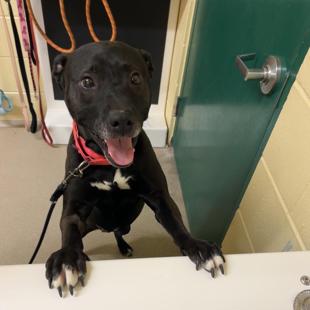 Enlarge Poochie Pooch, a Adoptable American Staffordshire Terrier in Waukesha, WI image 2/6