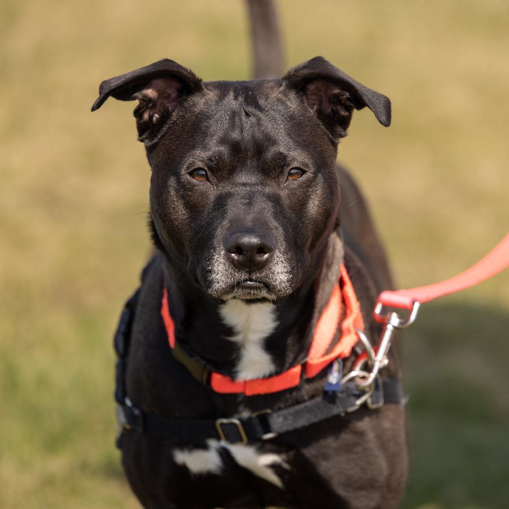 Enlarge Poochie Pooch, a Adoptable American Staffordshire Terrier in Waukesha, WI image 3/6