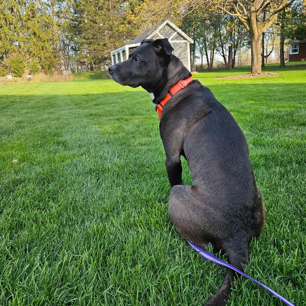Enlarge Poochie Pooch, a Adoptable American Staffordshire Terrier in Waukesha, WI image 5/6