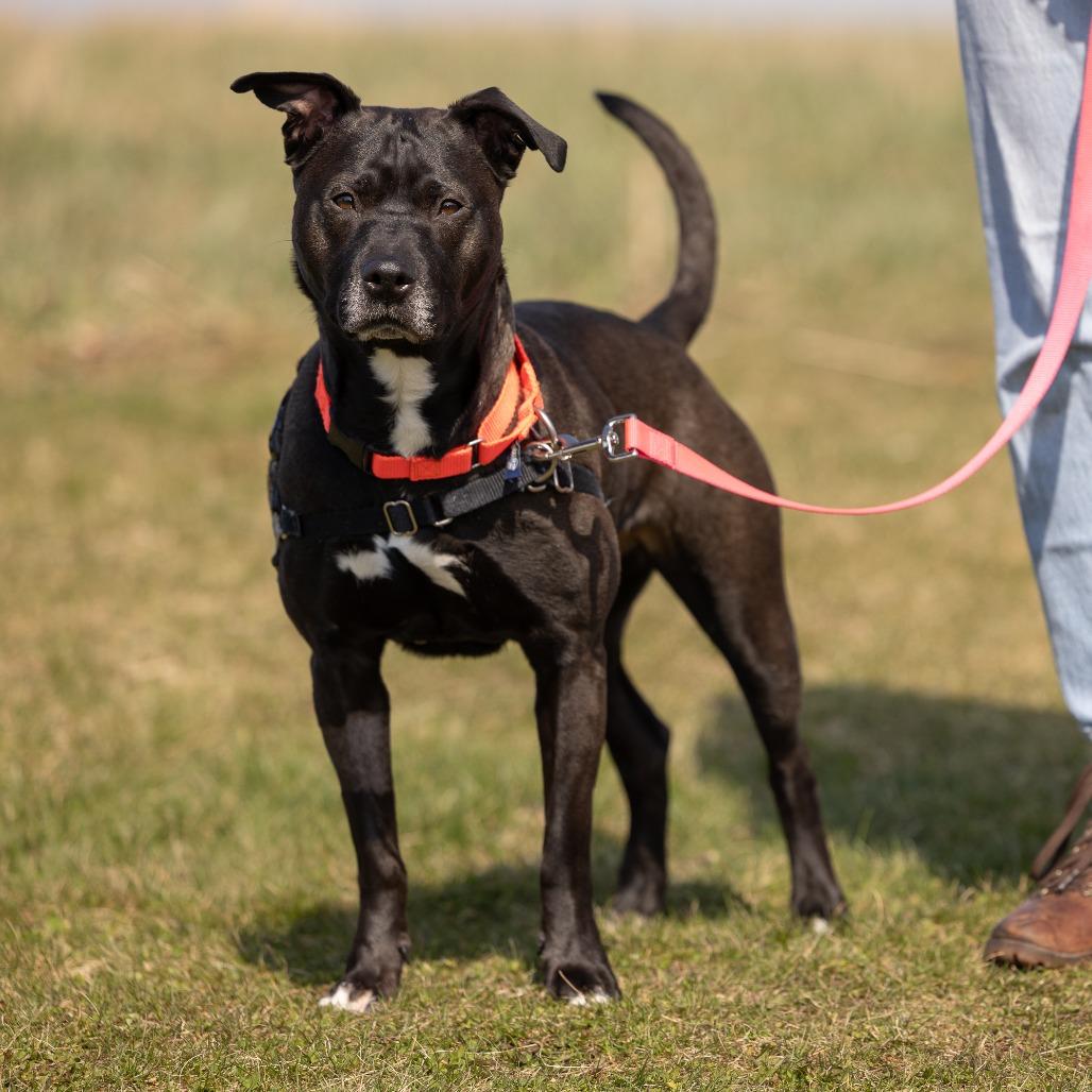 Enlarge Poochie Pooch, a Adoptable American Staffordshire Terrier in Waukesha, WI image 4/6