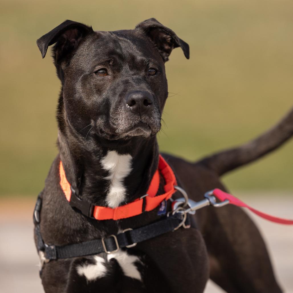 Enlarge Poochie Pooch, a Adoptable American Staffordshire Terrier in Waukesha, WI image 5/6