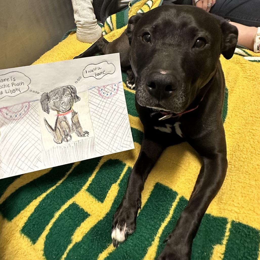 Enlarge Poochie Pooch, a Adoptable American Staffordshire Terrier in Waukesha, WI image 6/6